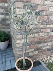 Let's play a game of 'is it alive or has it died?'