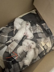 Any cat breeders had a kitten THIS small? 
