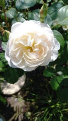 Rose Appreciation Thread