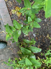Potential moth larvae on plant 
