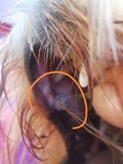What is this in my dog's mouth?