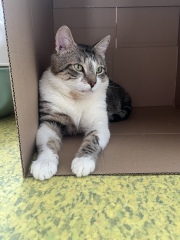 Adding a second, adult, male cat?!