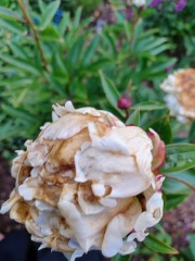Peony help