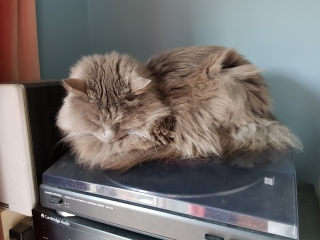 Cats used to be worshiped as Gods...