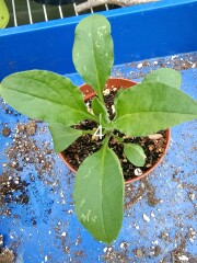 'Wildflowers' packet germinated, but what the heck are they?! Plant ID help please 