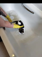 To give cat a bath after falling in toilet?