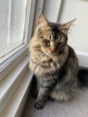 A Very Great Quantity Of Excellent Cats