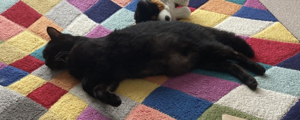 A Very Great Quantity Of Excellent Cats