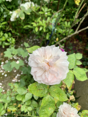 Rose Appreciation Thread