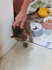 Thug cat part 5 - For he will not do destruction, if he is well-fed, neither will he spit without provocation.