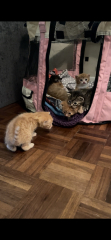 New litter of kittens. Looking for some wisdom!