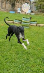 Upset with dog gone to boarding kennel?