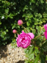 Have your peonies sprouted yet?