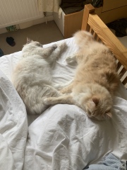 Adding a second, adult, male cat?!