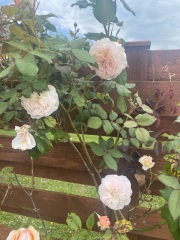 Rose ID Help
