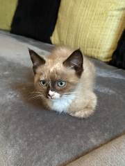 Our new kitten needs a name!