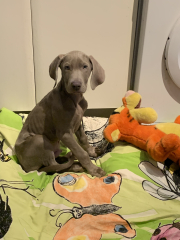 Puppy blues