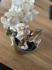 Is this house plant dead?