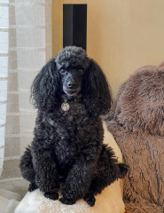 Where are all the poodles?