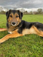 Positive Romanian rescue story