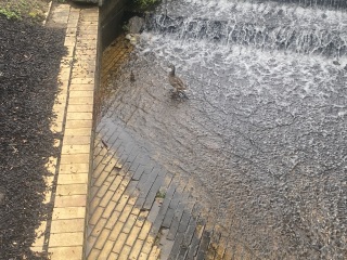 Come and tell me your dull and unexciting news 25: Calmly through the day 