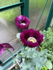Do you deadhead poppies?