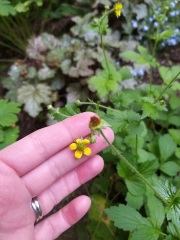 Is this some sort of buttercup?