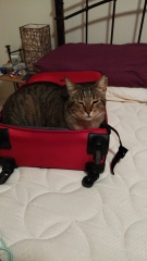 Where do your cats sleep?