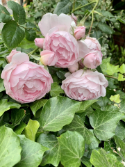 Rose Appreciation Thread