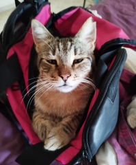 Where do your cats sleep?