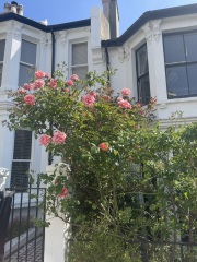 Help identifying these roses