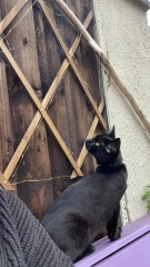 Thug cat part 5 - For he will not do destruction, if he is well-fed, neither will he spit without provocation.