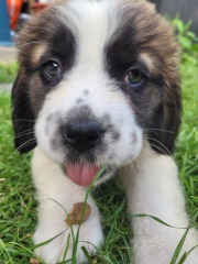 Absolutely no reason for this thread except to show off my gorgeous new pup
