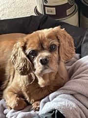 I had to put my darling dog to sleep yesterday 