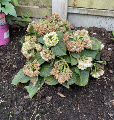 What’s wrong with my hydrangea…and what’s this other plant?