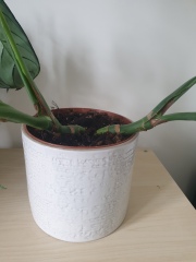 Does my monstera need a bigger pot?