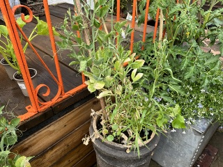 Sweet peas going brown at the base and have stopped flowering (pics)