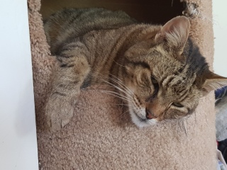 Thug cat part 5 - For he will not do destruction, if he is well-fed, neither will he spit without provocation.