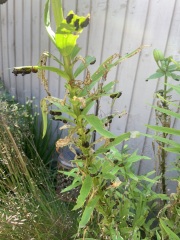 What the hell are these that have destroyed my lilies?