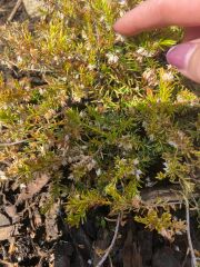 Erica dried out - Am I too late?