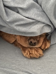 I had to put my darling dog to sleep yesterday 