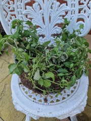 Thread 46 - GCSE Covid Cohort , Searching for Summer Solstice