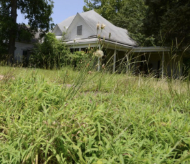 To mow or not to mow: What to do with no mow May lawn now it's nearly July