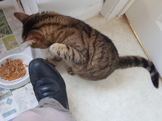 Thug cat part 5 - For he will not do destruction, if he is well-fed, neither will he spit without provocation.