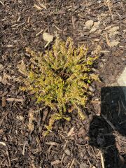 Erica dried out - Am I too late?