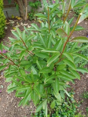 Peony help