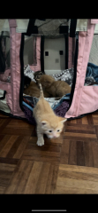 Advice please! Cat close to birth?