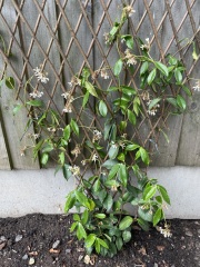 Is this climbing jasmine ok or does it need more water? 🌱 