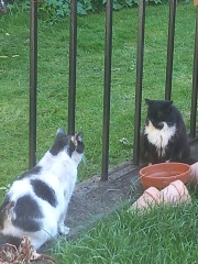 Cats used to be worshiped as Gods...