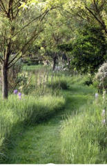 To mow or not to mow: What to do with no mow May lawn now it's nearly July